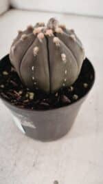 ASTROPHYTUM ASTERIAS “Purple” Nº 846 – vaso 09 - Imagem 6