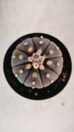 ASTROPHYTUM ASTERIAS “Purple” Nº 846 – vaso 09 - Imagem 3