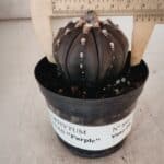ASTROPHYTUM ASTERIAS “Purple” Nº 846 – vaso 09