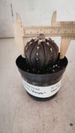 ASTROPHYTUM ASTERIAS “Purple” Nº 846 – vaso 09