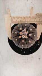 ASTROPHYTUM ASTERIAS “Purple” Nº 846 – vaso 09 - Imagem 5