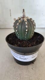 ASTROPHYTUM ASTERIAS “Purple” Nº 847 – vaso 11 - Imagem 2