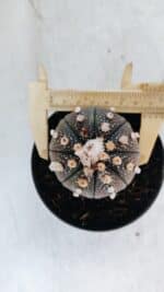 ASTROPHYTUM ASTERIAS “Purple” Nº 847 – vaso 11 - Imagem 5