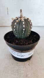 ASTROPHYTUM ASTERIAS “Purple” Nº 847 – vaso 11 - Imagem 11
