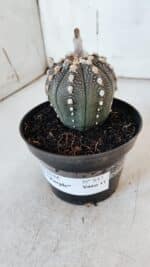 ASTROPHYTUM ASTERIAS “Purple” Nº 847 – vaso 11 - Imagem 10