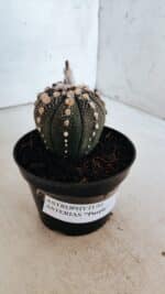 ASTROPHYTUM ASTERIAS “Purple” Nº 847 – vaso 11 - Imagem 9