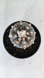 ASTROPHYTUM ASTERIAS “Purple” Nº 847 – vaso 11 - Imagem 3