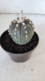 ASTROPHYTUM ASTERIAS “Purple” Nº 847 – vaso 11 - Imagem 8