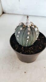 ASTROPHYTUM ASTERIAS “Purple” Nº 847 – vaso 11 - Imagem 7