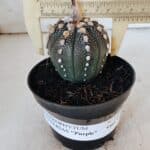 ASTROPHYTUM ASTERIAS “Purple” Nº 847 – vaso 11