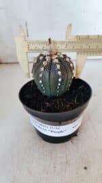 ASTROPHYTUM ASTERIAS “Purple” Nº 847 – vaso 11
