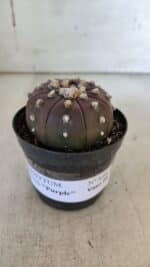 ASTROPHYTUM ASTERIAS “Purple” Nº 848 – vaso 09 - Imagem 2