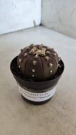 ASTROPHYTUM ASTERIAS “Purple” Nº 848 – vaso 09 - Imagem 8