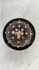 ASTROPHYTUM ASTERIAS “Purple” Nº 848 – vaso 09 - Imagem 3