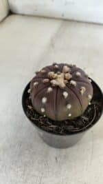 ASTROPHYTUM ASTERIAS “Purple” Nº 848 – vaso 09 - Imagem 7