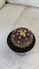 ASTROPHYTUM ASTERIAS “Purple” Nº 848 – vaso 09 - Imagem 6