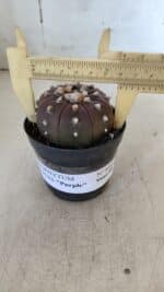 ASTROPHYTUM ASTERIAS “Purple” Nº 848 – vaso 09 - Imagem 4