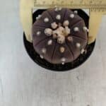 ASTROPHYTUM ASTERIAS “Purple” Nº 848 – vaso 09