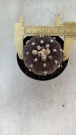 ASTROPHYTUM ASTERIAS “Purple” Nº 848 – vaso 09