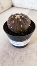 ASTROPHYTUM ASTERIAS “Purple” Nº 849 – vaso 09 - Imagem 9
