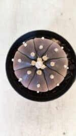 ASTROPHYTUM ASTERIAS “Purple” Nº 849 – vaso 09 - Imagem 3