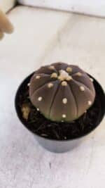 ASTROPHYTUM ASTERIAS “Purple” Nº 849 – vaso 09 - Imagem 7