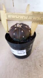 ASTROPHYTUM ASTERIAS “Purple” Nº 849 – vaso 09 - Imagem 6