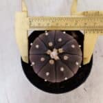 ASTROPHYTUM ASTERIAS “Purple” Nº 849 – vaso 09