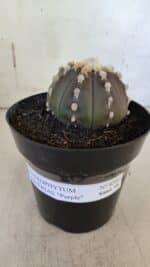 ASTROPHYTUM ASTERIAS “Purple”  Nº 850 – vaso 15 - Imagem 2