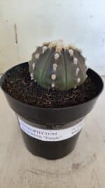 ASTROPHYTUM ASTERIAS “Purple”  Nº 850 – vaso 15 - Imagem 10
