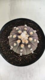 ASTROPHYTUM ASTERIAS “Purple”  Nº 850 – vaso 15 - Imagem 3
