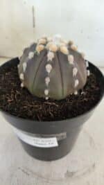 ASTROPHYTUM ASTERIAS “Purple”  Nº 850 – vaso 15 - Imagem 9