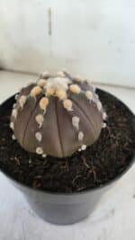 ASTROPHYTUM ASTERIAS “Purple”  Nº 850 – vaso 15 - Imagem 8