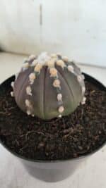 ASTROPHYTUM ASTERIAS “Purple”  Nº 850 – vaso 15 - Imagem 7