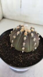 ASTROPHYTUM ASTERIAS “Purple”  Nº 850 – vaso 15 - Imagem 6