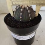ASTROPHYTUM ASTERIAS “Purple”  Nº 850 – vaso 15