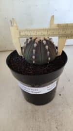 ASTROPHYTUM ASTERIAS “Purple”  Nº 850 – vaso 15