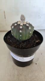 ASTROPHYTUM ASTERIAS “Purple”  Nº 851 – vaso 15 - Imagem 2