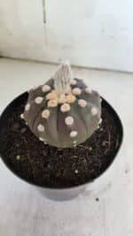 ASTROPHYTUM ASTERIAS “Purple”  Nº 851 – vaso 15 - Imagem 7