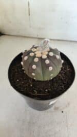 ASTROPHYTUM ASTERIAS “Purple”  Nº 851 – vaso 15 - Imagem 6