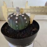 ASTROPHYTUM ASTERIAS “Purple”  Nº 851 – vaso 15