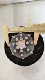 ASTROPHYTUM ASTERIAS “Purple”  Nº 851 – vaso 15 - Imagem 5