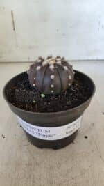 ASTROPHYTUM ASTERIAS “Purple”  Nº 852 – vaso 09 - Imagem 2