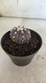 ASTROPHYTUM ASTERIAS “Purple”  Nº 852 – vaso 09 - Imagem 7