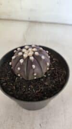 ASTROPHYTUM ASTERIAS “Purple”  Nº 852 – vaso 09 - Imagem 6