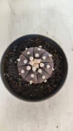 ASTROPHYTUM ASTERIAS “Purple”  Nº 852 – vaso 09 - Imagem 3