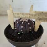 ASTROPHYTUM ASTERIAS “Purple”  Nº 852 – vaso 09