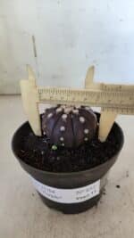ASTROPHYTUM ASTERIAS “Purple”  Nº 852 – vaso 09