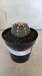 ASTROPHYTUM ASTERIAS “Purple”  Nº 853 – vaso 15 - Imagem 2