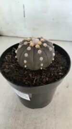 ASTROPHYTUM ASTERIAS “Purple”  Nº 853 – vaso 15 - Imagem 8